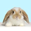 Mit kell tudni az állatkísérlet-mentes (cruelty free) kozmetikumokról?
