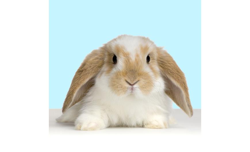 Mit kell tudni az állatkísérlet-mentes (cruelty free) kozmetikumokról?